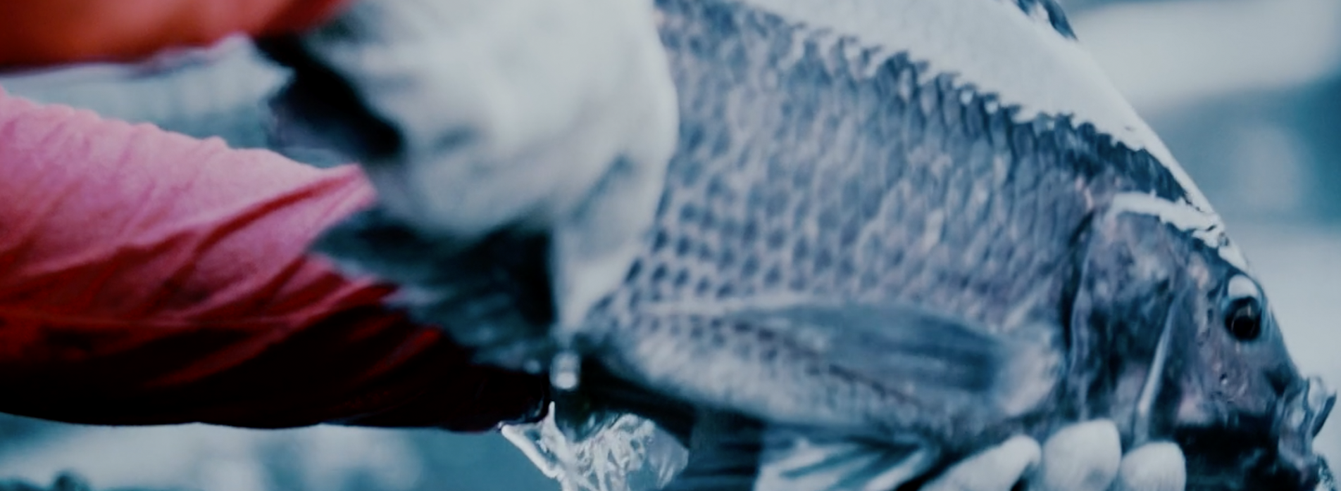 Regal Springs opta por la revolucionaria tecnología de los aturdidores subacuáticos que mejoran los estándares del bienestar general de la Mojarra/Tilapia